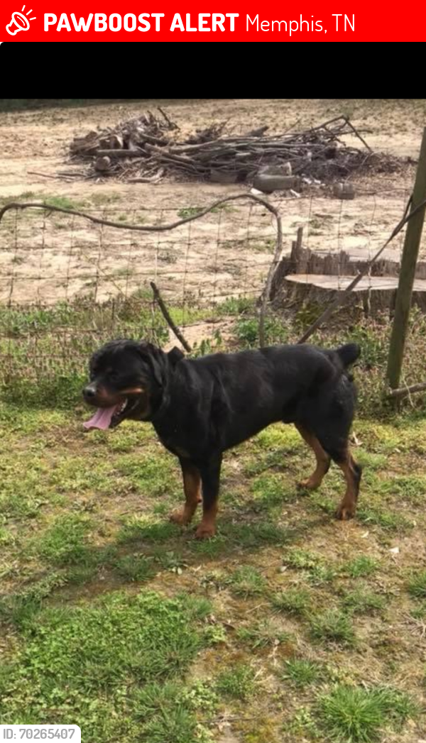 Lost Male Dog last seen Circle Rd, Memphis, TN 38127