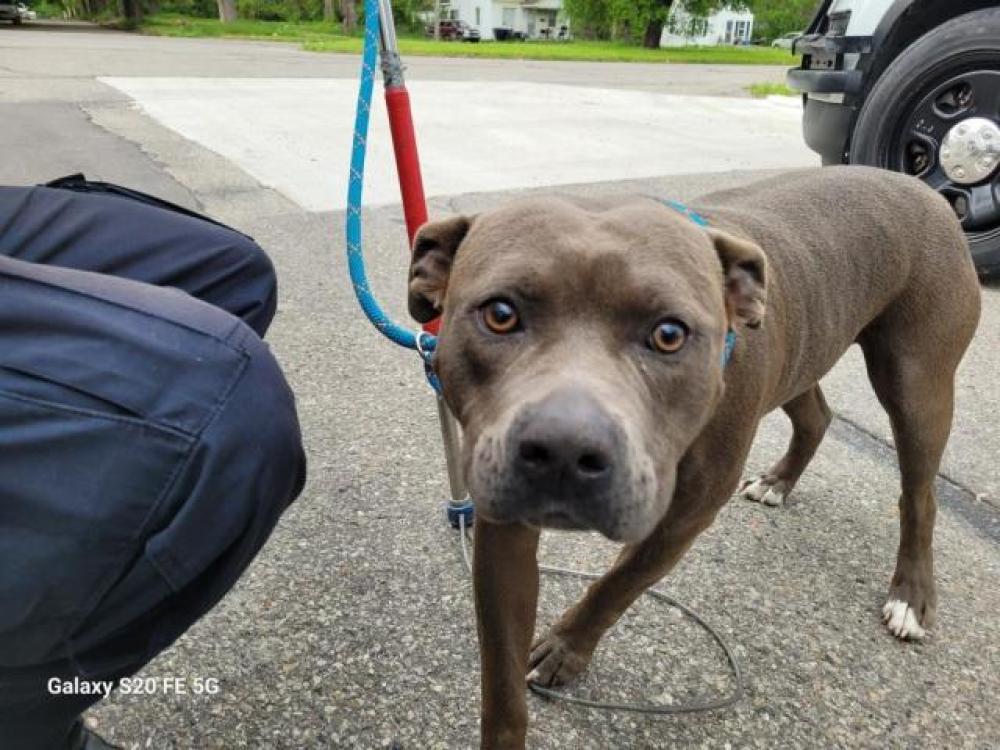 Shelter Stray Male Dog last seen Near BLOCK W OUTER DR, DETROIT, MI 48223, Detroit, MI 48211