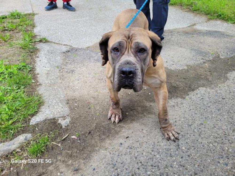 Shelter Stray Female Dog last seen Near BLOCK S MARTINDALE ST, DETROIT, MI 48204, Detroit, MI 48211