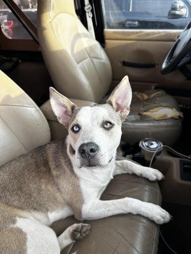 Lost Female Dog last seen NW 11th St. and N Harvey Ave. , Oklahoma City, OK 73103