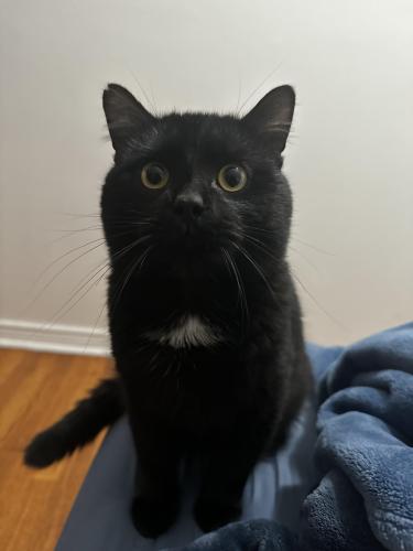 Lost Male Cat last seen Kedzie Ave , Chicago, IL 60655