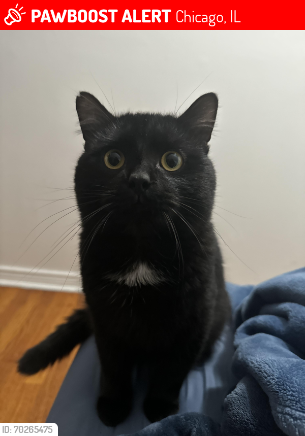 Lost Male Cat last seen Kedzie Ave , Chicago, IL 60655