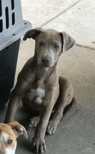 Lost Male Dog last seen Airport Rd. and Hwy 380, Mckinney, TX, McKinney, TX 75069
