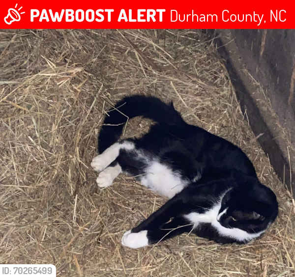 Lost Male Cat last seen Quail roost farm rd and 501, Durham County, NC 27503