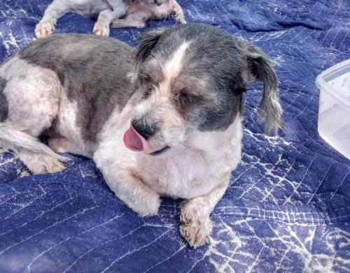 Lost Female Dog last seen Near Pasadena , Longwood, FL 32750