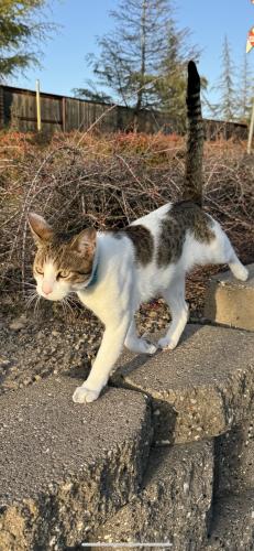 Lost Male Cat last seen Fairway dr in the strada community, Rocklin, CA 95678