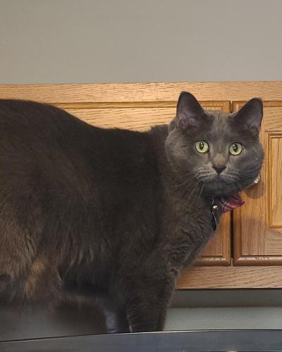 Lost Male Cat last seen Shawano Ave, colonial apmts , Green Bay, WI 54303