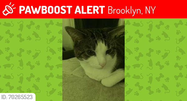 Lost Male Cat last seen Ashford st and Arlington ave, Brooklyn, NY 11207