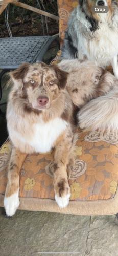 Lost Male Dog last seen Fairbirch and birchview dr, Mississauga, ON L5H 3E2