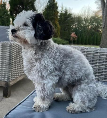 Lost Female Dog last seen Kingery and 67th, Willowbrook, IL 60527