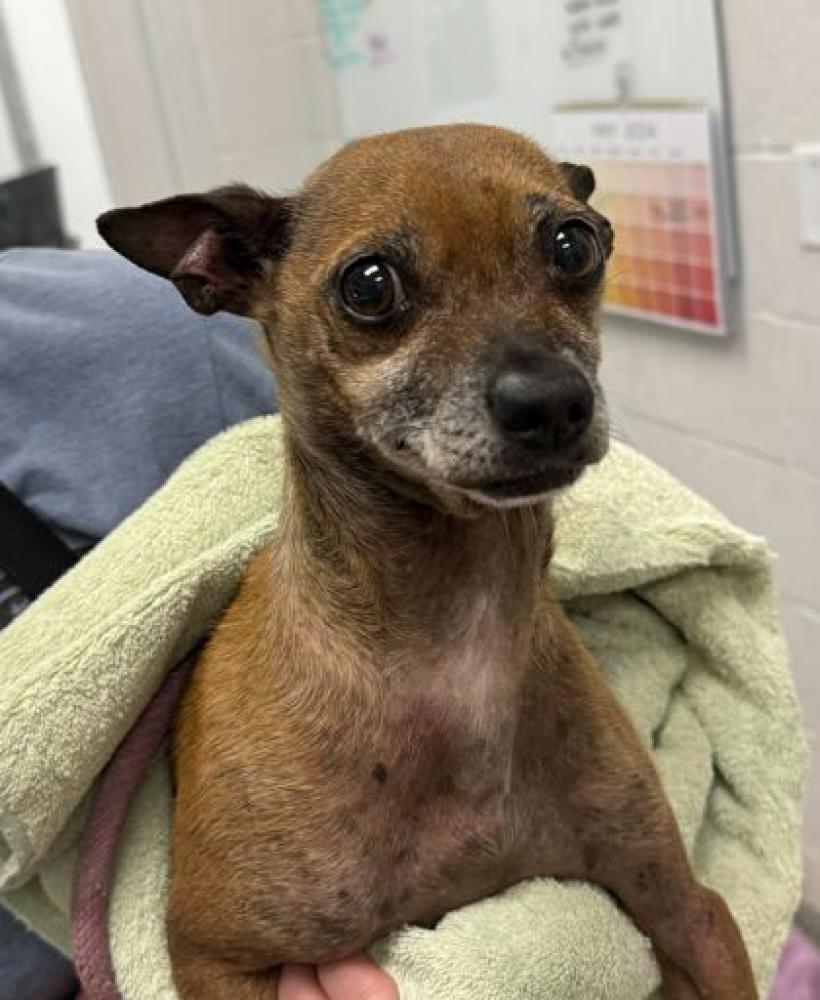 Shelter Stray Male Dog last seen Near Brooklyn Ave, 64127, MO, Kansas City, MO 64132