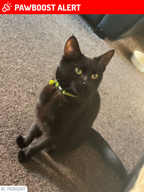 Lost Female Cat last seen Cossington road, Lythalls lane, West Midlands, England CV6 4NG