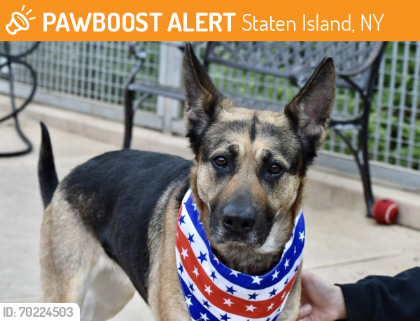 Shelter Stray Female Dog last seen Saint Joseph Avenue, STATEN ISLAND, NY, 10302, Staten Island, NY 10309