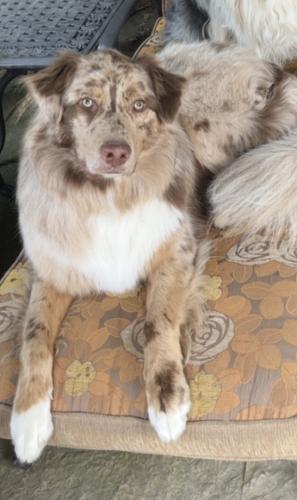 Lost Male Dog last seen Fair birch and birchview dr and Lorne park rd, Mississauga, ON L5H