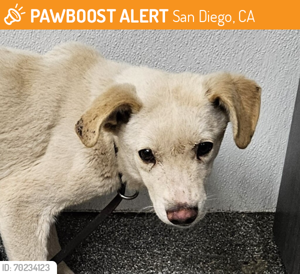 Shelter Stray Male Dog last seen N Tulip Street, Escondido, CA, 92025, San Diego, CA 92110