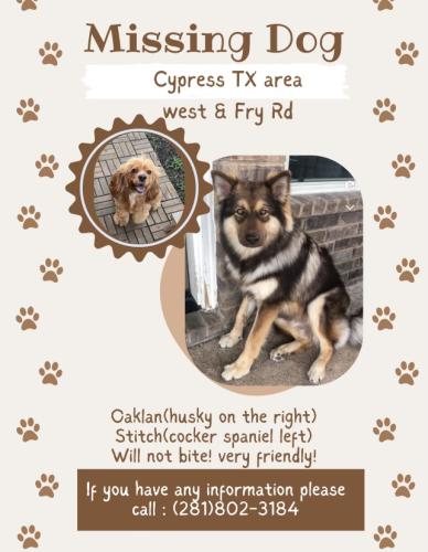Lost Male Dog last seen West and Fry Rd , Cypress, TX 77433