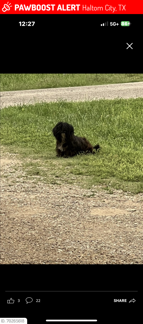 Lost Female Dog last seen Briarcliff rd and bewley st, Haltom City, TX 76117