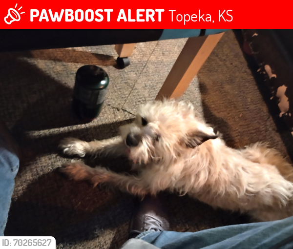 Lost Male Dog last seen 31st and Topeka boulevard , Topeka, KS 66611