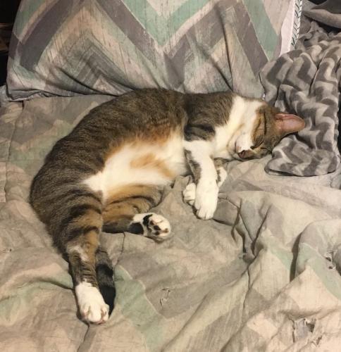 Lost Male Cat last seen Between West Main & Parker and Floral & Parker, Cortland, NY 13045