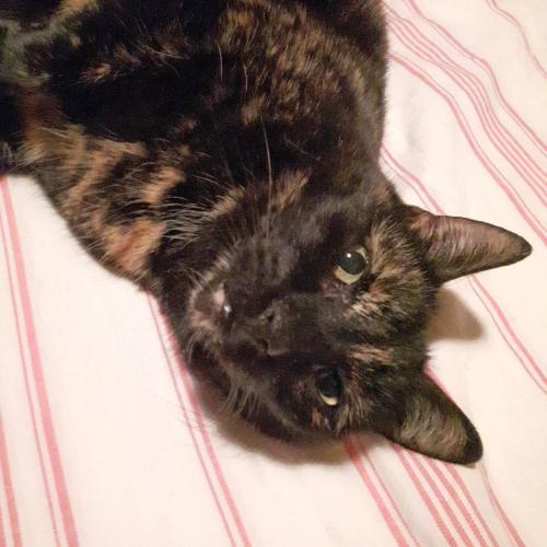 Lost Female Cat last seen CLIFFWOOD ROAD  & HOLLYBERRY TRAIL, Toronto, ON M2H 2N9