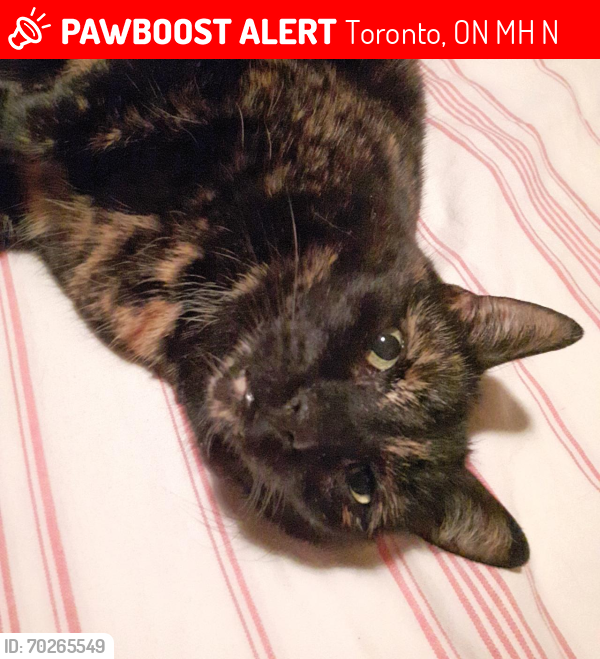 Lost Female Cat last seen CLIFFWOOD ROAD  & HOLLYBERRY TRAIL, Toronto, ON M2H 2N9