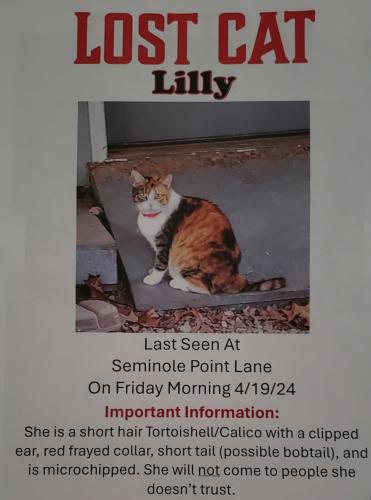 Lost Female Cat last seen Pleasant Hill Church Rd , Chatham County, NC 27344