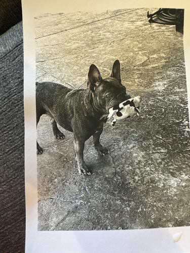 Lost Female Dog last seen Almaden , Fontana, CA 92336