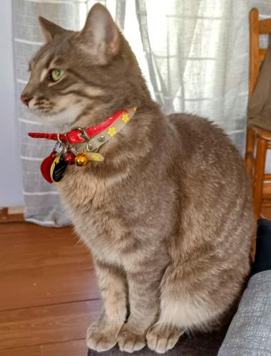 Lost Female Cat last seen 246hwy North Hodges SC, Hodges, SC 29653