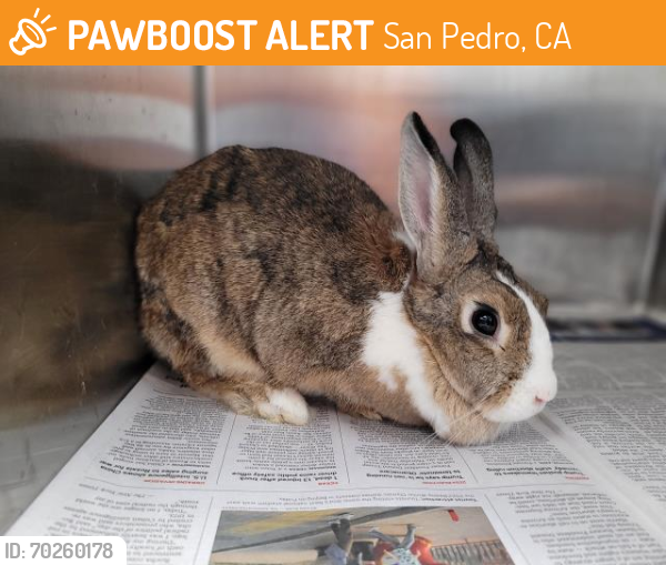Shelter Stray Female Other last seen , San Pedro, CA 90731
