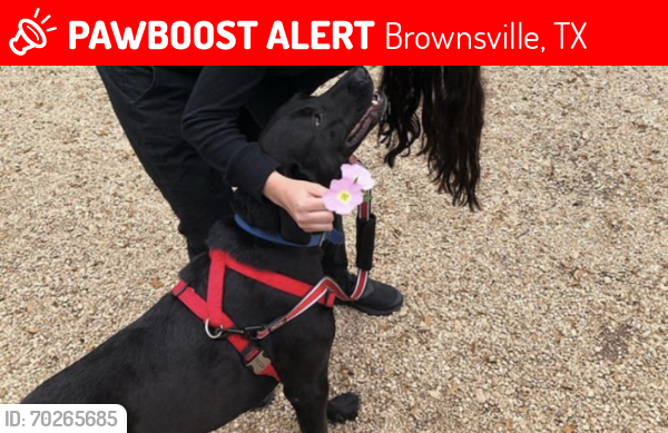 Lost Male Dog last seen Near Yoli lañe brownsville Texas , Brownsville, TX 78521