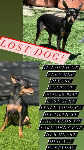 Lost Female Dog last seen Sofi stadium, Inglewood, CA 90303