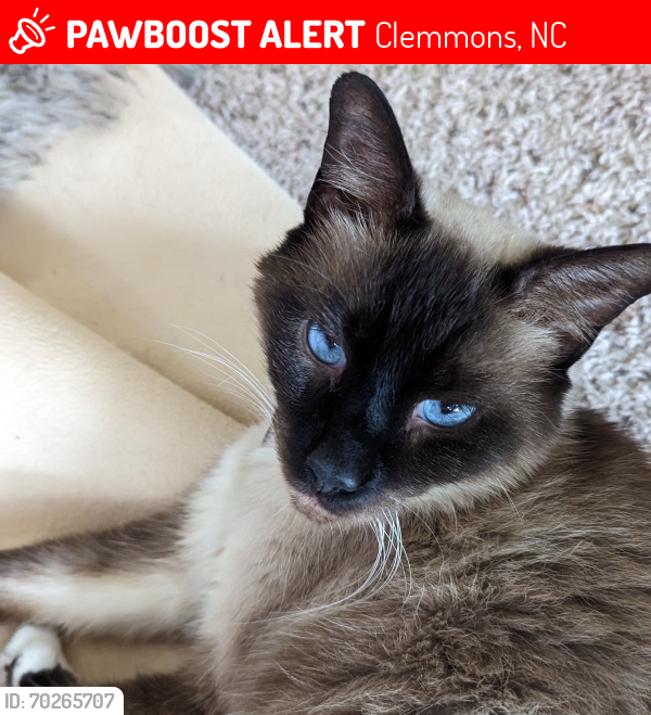 Lost Male Cat last seen Holder rd, highland Brook dr, Clemmons, NC 27012