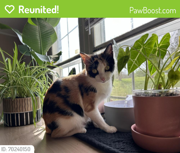 Reunited Female Cat last seen Crystal View Court/Jefferson Trace, Whitfield County, GA 30721