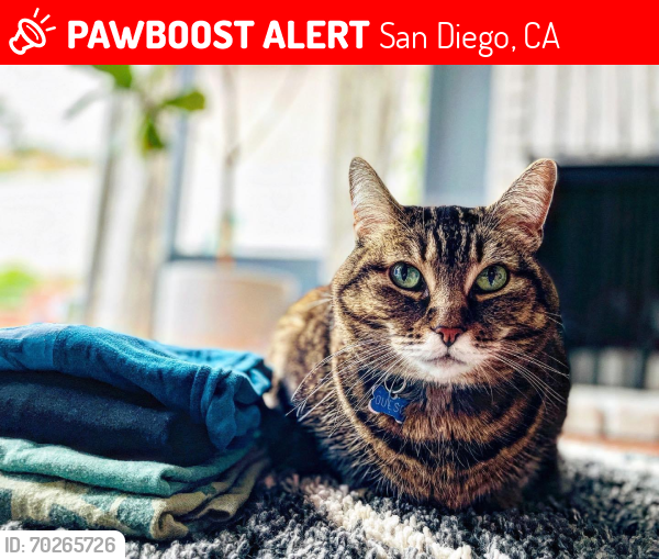 Lost Female Cat last seen Jennite, San Diego, CA 92119