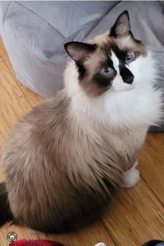 Lost Male Cat last seen East 38th Street/Pennsylvania Ave/Es, Erie, PA 16504