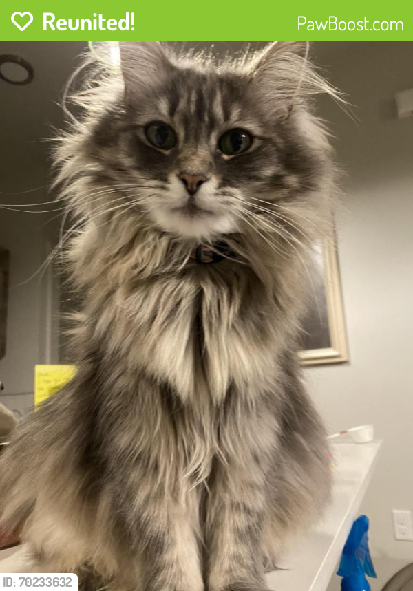 Reunited Female Cat last seen Lost on 15th st Between Pumice Ave and Obsidian , Redmond, OR 97756