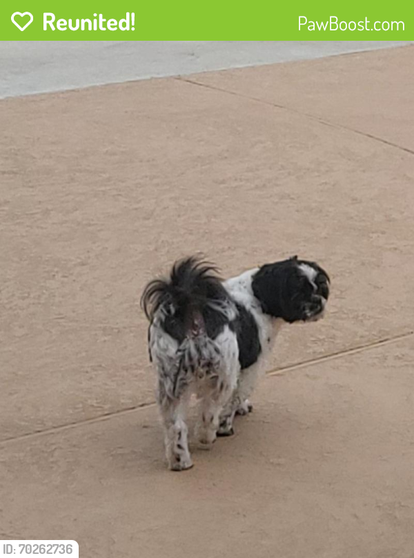 Reunited Female Dog last seen Outside my hse 7903 Furleson Dr Rosenberg TX 77469, Clodine, TX 77082
