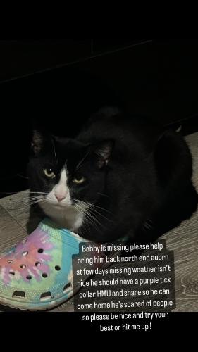 Lost Male Cat last seen North end ct, Hartford, CT 06120