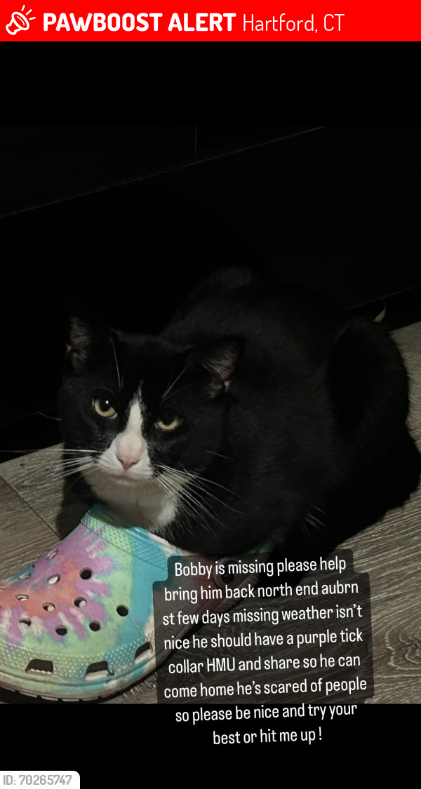 Lost Male Cat last seen North end ct, Hartford, CT 06120