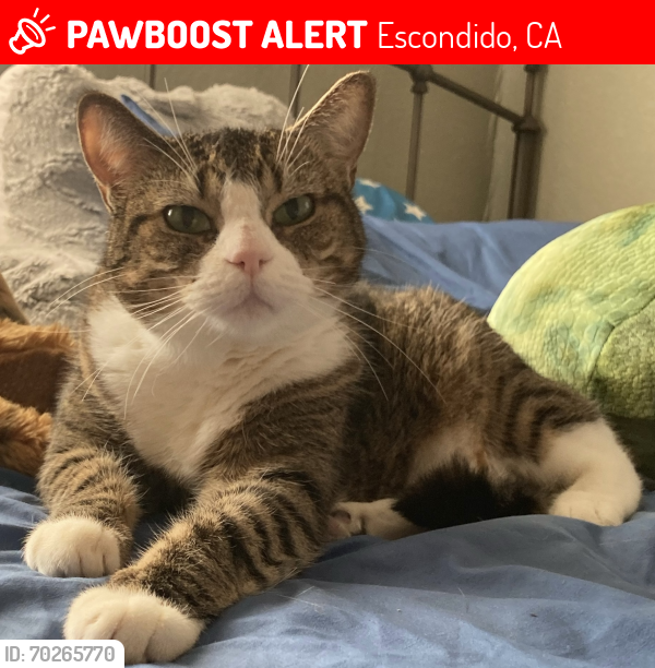 Lost Female Cat last seen Oasis Nursery, Escondido, CA 92046