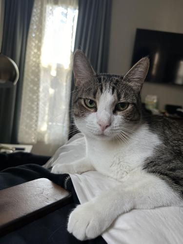 Lost Male Cat last seen Hillcrest Dr and Belfast, Austin, TX 78723