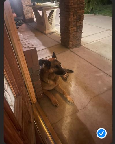 Lost Male Dog last seen Pico Ave & San Jacinto Nuevo Ca, Nuevo, CA 92567