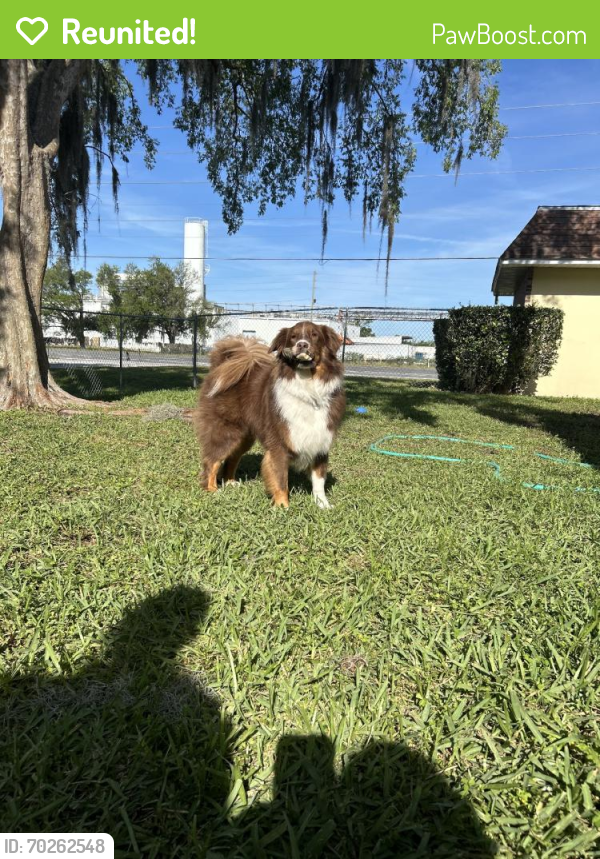Reunited Male Dog last seen Near S Orange Blossom Trl #107, Orlando, FL 32837, USA, Orlando, FL 32837