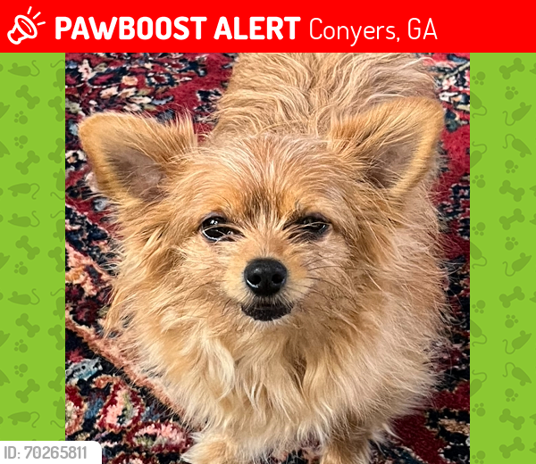 Lost Male Dog last seen Northside drive and Reagan circle, Conyers, GA 30012