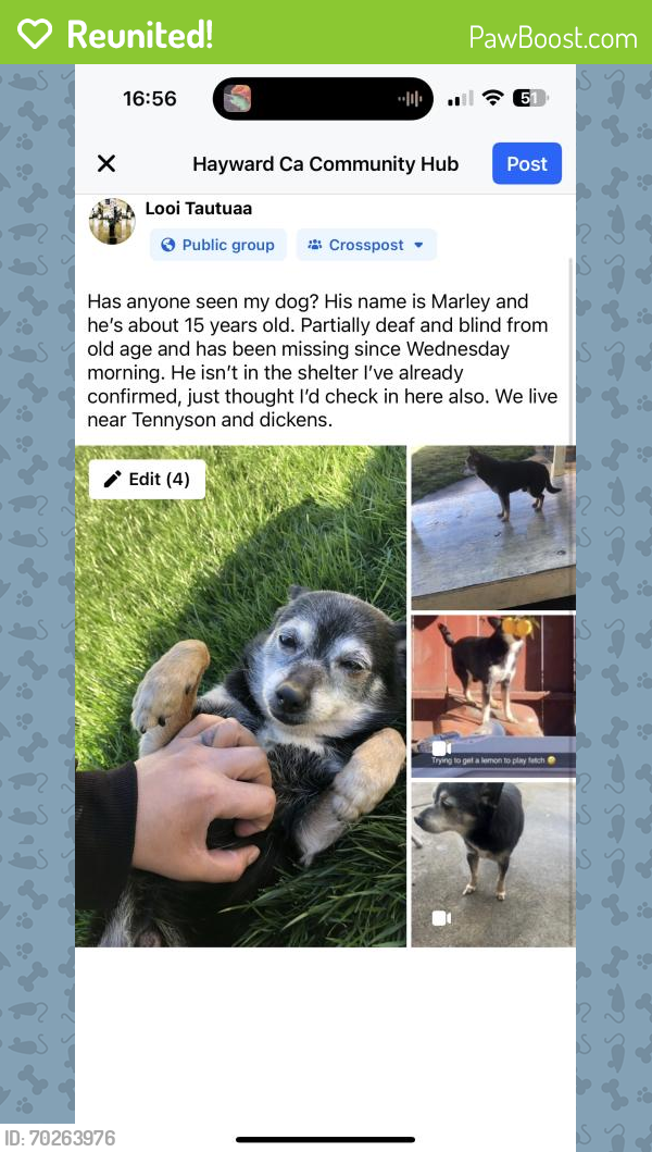 Reunited Male Dog last seen Near ens Ave, Hayward, CA 94544, USA, Hayward, CA 94544