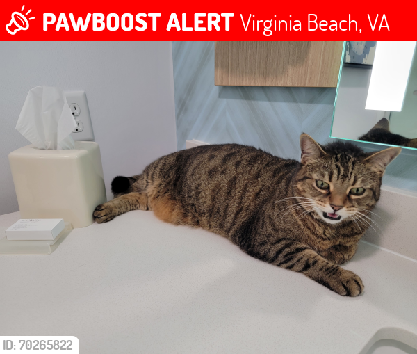 Lost Female Cat last seen Shore Drive and Dupont Circle , Virginia Beach, VA 23455