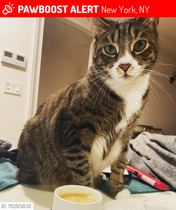Lost Male Cat last seen On Hamilton Terrace closer to the 144th and Convent Ave side, New York, NY 10031