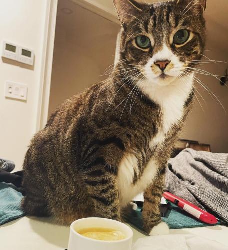 Lost Male Cat last seen On Hamilton Terrace closer to the 144th and Convent Ave side, New York, NY 10031