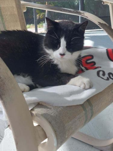 Lost Male Cat last seen Corral Way and Saturn Court, Stuart Terrace, FL 32903