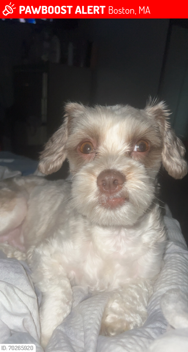 Lost Male Dog last seen Near neponset ave 02136, Boston, MA 02136